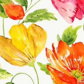 Large Half Drop  Vibrant Fresh Watercolor Icelandic Poppies with Dulux Vivid White Background