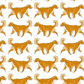 Trotting Nova Scotia duck tolling Retriever border - white