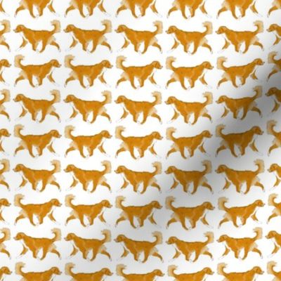 Small Trotting Nova Scotia duck tolling Retriever border - white