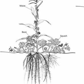 Three Sisters Line Drawing with Root Structures