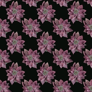 [Medium] Succulent Model2 Pink Tropical on black