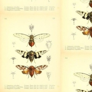 Scientific Flying Insects Old Book Pages