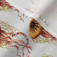 Beautiful Detailed Jellyfish Swimming Design