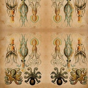 Scientific Octopus Sketches - Antique Illustration - Small