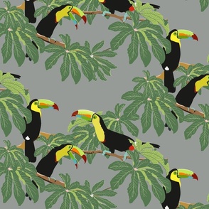 Keel Billed Toucans in Costa Rican Jungle on Gray - Large
