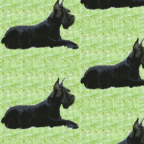 Giant Schnauzer In The Grass fabric