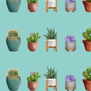An Assortment of Cacti (turquoise)
