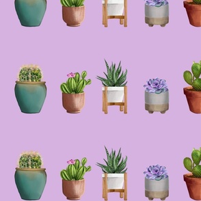 An Assortment of Cacti (lilac)