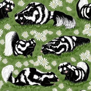 Eastern Spotted Skunk 18x18
