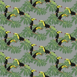 Keel Billed Toucans in Costa Rican Jungle on Gray - Small