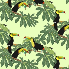 Keel Billed Toucans in Costa Rican Jungle Sunny Day - Large