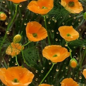 Dew-Kissed Poppies: Fresh Morning