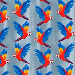 Macaws Flying with Blue Background