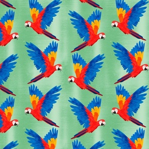 Macaws Flying with Green Background