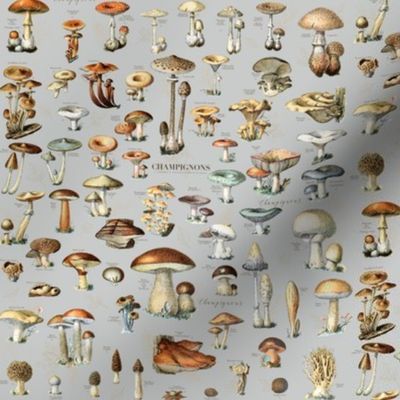 mushroom classification wallpaper in gray