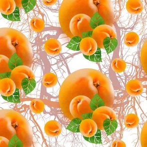 Peaches apricots
