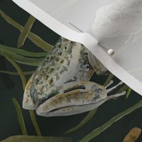 Endangered Frogs Around the World