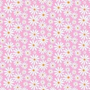 White Daisy Flowers on Pink - medium