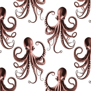 octopuses on white bg