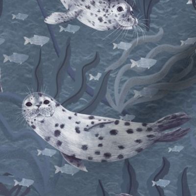 Curious Harbor Seals Blue