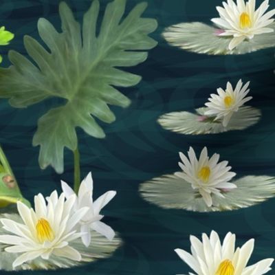 Lily Pad and Green Frog Playing Hide and Seek, White Lilies on Water River Bed, Blue Green Lakeside Frogs, Peek a Boo Animals