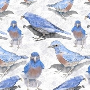 Bluebirds