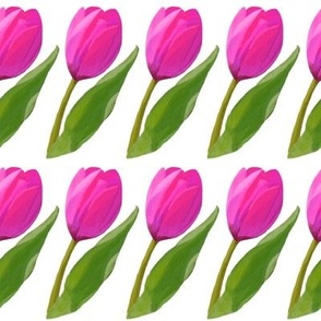 Pink Tulips on white