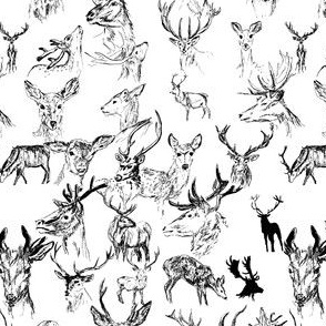 Sketches of Deer