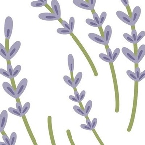 Aroma of Lavender 