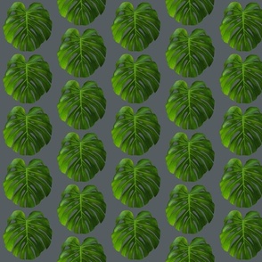 Monstera Leaves