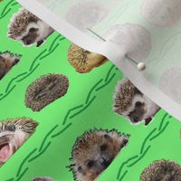 hedgehog design