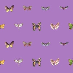 Moths Purple
