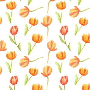 Orange tulips 