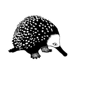 Anteater 1