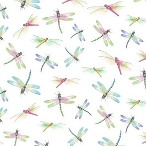 Colorful Dragonflies (small)