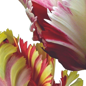 Parrot Tulip Repeat Grand