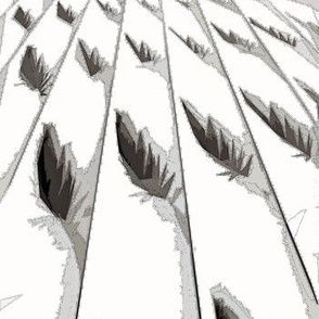 Feathers in Perspective