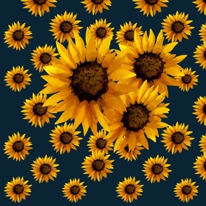 Sunflowers on a navy blue background