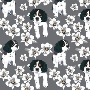 Spaniel dog with white magnolia flowers and gray background