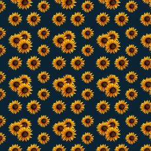 Sunflowers pop against the deep rich navy blue backgraund 