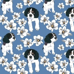 Spaniel dog with white magnolia and blue background