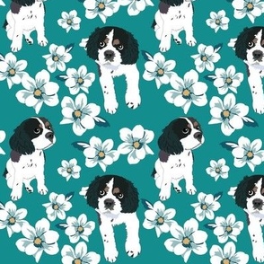 Spaniel dog with white magnolia and turquoise green background