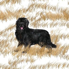 Newfoundland Dog On Frostbitten Grass For Pillow