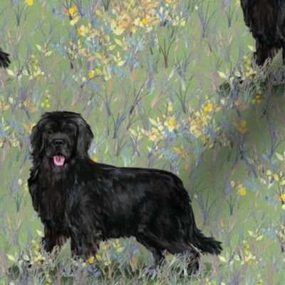 Newfoundland Dog On Wildflower Field