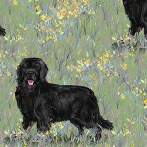 Newfoundland Dog On Wildflower Field