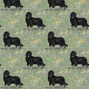 Newfoundland Dog On Wildflower Field