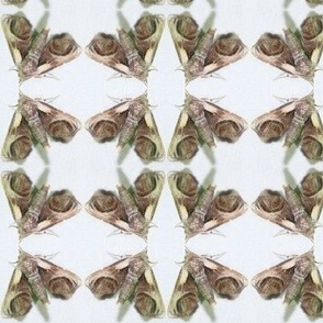 CK EYED PAECTES MOTH-LARGE-MIRROR