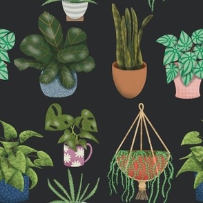 House Plants You Can’t Kill