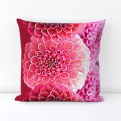 Dahlia Border Print ~ Perfectly Pink