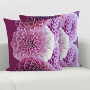 Dahlia Border Print ~ Plum Perfection